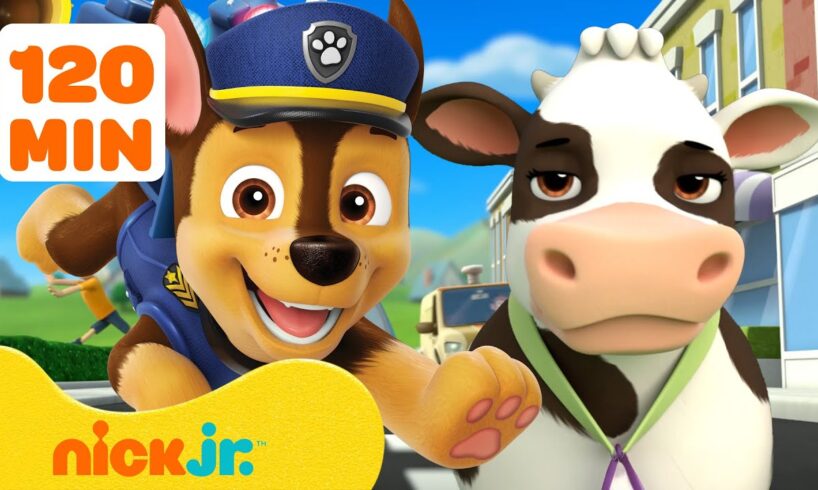 PAW Patrol Animal Rescue Missions in Adventure Bay! 🐮🐱 | 2 Hours | Nick Jr.
