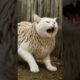 🆘😿 Parasite Cat Rescue Story | Cat Saved by Wildlife Rescue