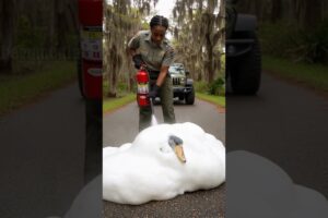 Park Ranger Rescues Shoebill Stork From Deadly Snake! #rescue #wildlife #animals