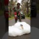 Park Ranger Rescues Shoebill Stork From Deadly Snake! #rescue #wildlife #animals