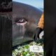 Passerby Rushes To Save Stranded Whales! #rescue #animals #wildlife