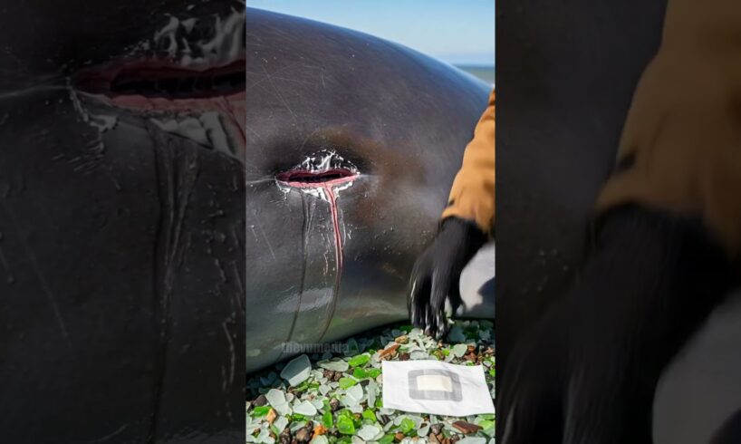 Passerby Rushes To Save Stranded Whales! #rescue #animals #wildlife