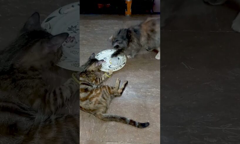 Pet cat golo playing #cat #cute #pets #funny #naughty #beautiful #animals #funnyvideo #play