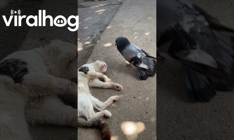 Pigeon Wakes Up Sleeping Cat || ViralHog