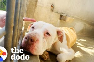 Pittie Who Kept Crying In The Shelter Is SO Happy Now | The Dodo