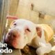 Pittie Who Kept Crying In The Shelter Is SO Happy Now | The Dodo
