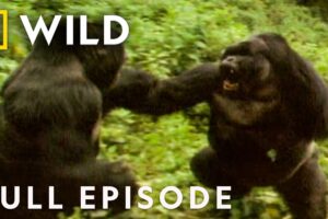 Plan of Attack (Full Episode) | Animal Fight Night | Nat Geo Animals