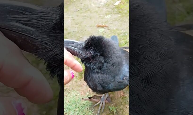 Playing Crow😊😍🖤🖤#youtubeshorts#viral#petshort#birds#crow#animals#happylife#trendingshort#love#care#