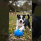 Playing Dog Video 🐕⚽ #puppy #cute #pets #funny #dog #animals #shorts