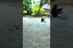 Playing Funny Babe Cute |  #bae3 #shorts #animals #funny #memes