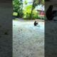 Playing Funny Babe Cute |  #bae3 #shorts #animals #funny #memes