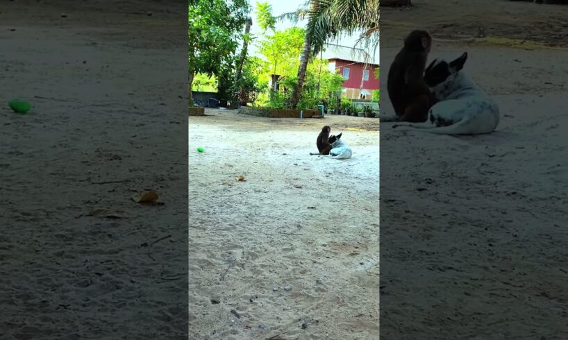 Playing Funny Babe Cute |  #bae3 #shorts #animals #funny #memes