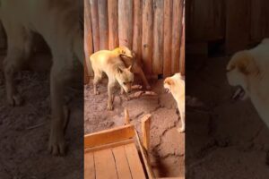 Playing #dog #dogfunny #dogvideo