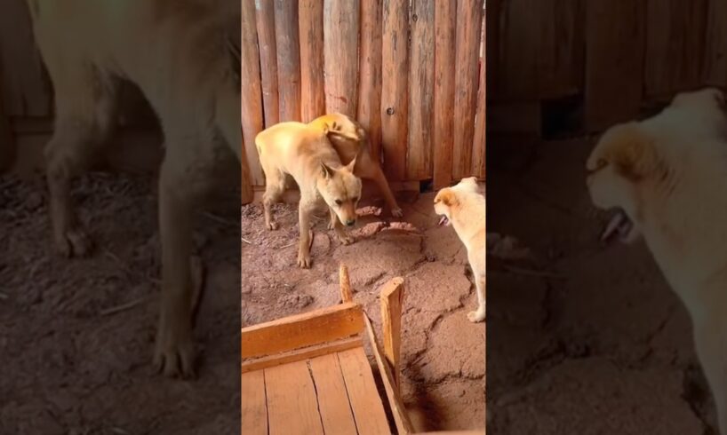 Playing #dog #dogfunny #dogvideo