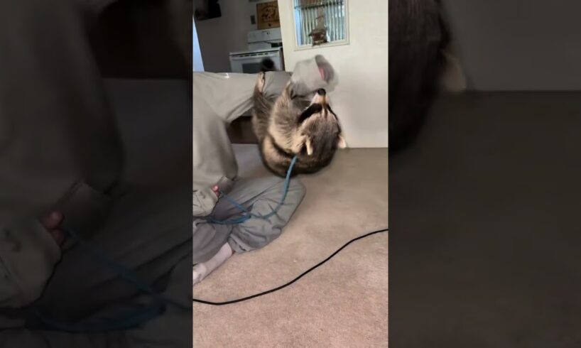 Playing with Rory and she has quite the grip. #raccoon #animals #pets