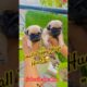 “Pug Life 🐾💕 | The Cutest Puppies on Earth”