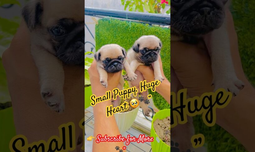 “Pug Life 🐾💕 | The Cutest Puppies on Earth”