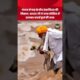 Punjab Floods | Elderly Man Rescues Dog | Humanity Alive | #shorts #humanity #doglove #animalrescue