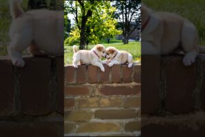 Puppies Funny Playing Video 🐶😂 #puppy #cute #dog #animals #shorts