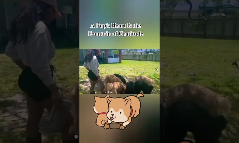 Puppies 🐶 #funnypets #pets #dogs #fun #play #funny #animals #anime #happy #peace #puppy #puppies