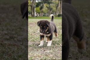 Puppy Barking & Playing 🐶 #puppy #cute #pets #funny #dog #animals #shorts