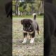 Puppy Barking & Playing 🐶 #puppy #cute #pets #funny #dog #animals #shorts