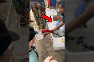 RESCUING BABY SEA TURTLES! #cuteanimals #animals #cute #seaturtles #animalrescue #animalstories