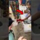RESCUING BABY SEA TURTLES! #cuteanimals #animals #cute #seaturtles #animalrescue #animalstories
