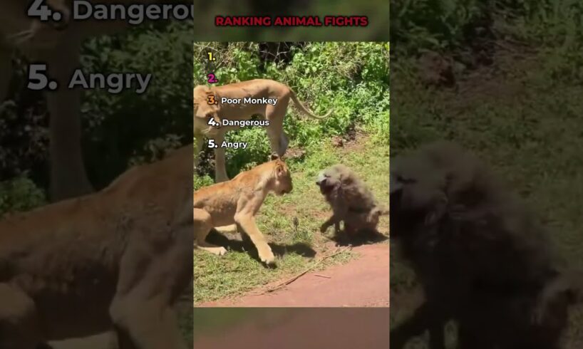 Ranking Animal Fights #shorts #ranking