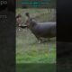 Ranking Best Animal Fights #shorts #ranking