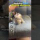 Ranking Best Kitten Moments