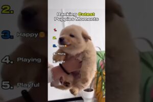 Ranking Cutest Puppies Moments