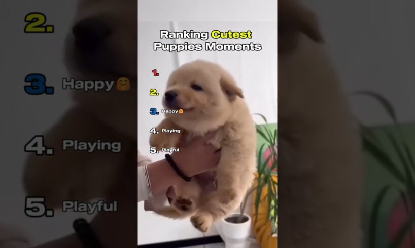 Ranking Cutest Puppies Moments