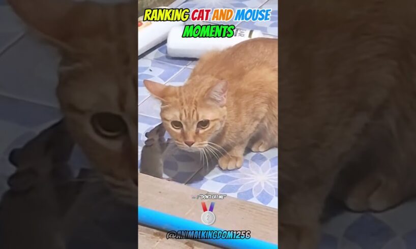 Ranking Hilarious Cat and Mouse Moments – Funniest Animal Fights