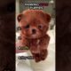 Ranking cute puppies #ranking#edit#viral#trending#puppy#shorts