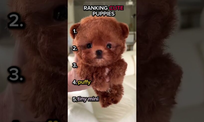 Ranking cute puppies #ranking#edit#viral#trending#puppy#shorts