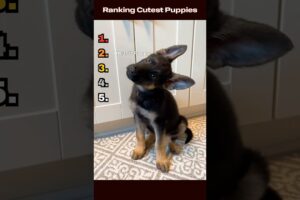 Ranking cutest puppies