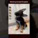 Ranking cutest puppies