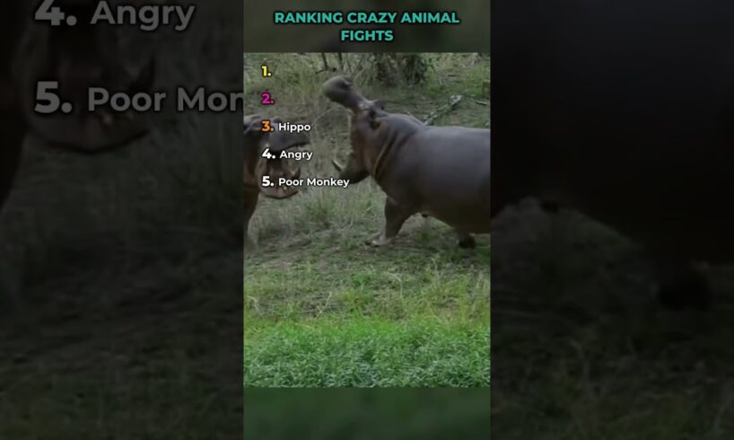Ranking insane animal fights #shorts