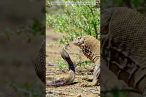 Rare Zebra cobra fights Komodo 🐉! UK amazed🇬🇧