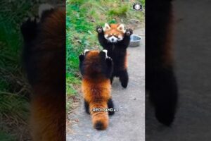 Red Panda 🐼 The Cutest Self-Defense Tactic!