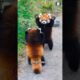 Red Panda 🐼 The Cutest Self-Defense Tactic!