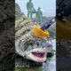 Removing Barnacles from a Shark with a Vibration Brush | Rare Rescue Moment #animalrescue #sealife