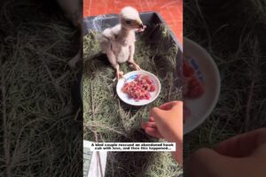 Rescue Hawk Cub #animals #wildliferescue #lovestory #rescue #wildlife #animalrescue#birds #hawk