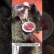 Rescue Hawk Cub #animals #wildliferescue #lovestory #rescue #wildlife #animalrescue#birds #hawk