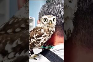 Rescue a baby Owl and then......               #animalrescue #animals #rescue #wildlife #cute #owl