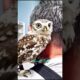 Rescue a baby Owl and then......               #animalrescue #animals #rescue #wildlife #cute #owl