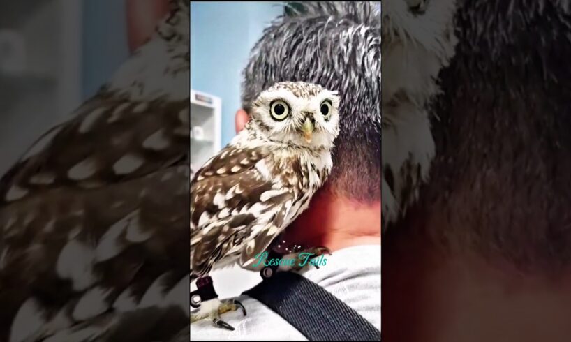 Rescue a baby Owl and then...... #animalrescue #animals #rescue #wildlife #cute #owl