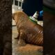 Rescued a Giant Walrus from the Ocean – Incredible Animal Rescue Story #animals #walrus  #wildlife