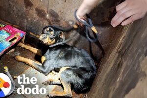 Rottie Found In A Dumpster All Alone Goes On Fishing Adventures Now | The Dodo